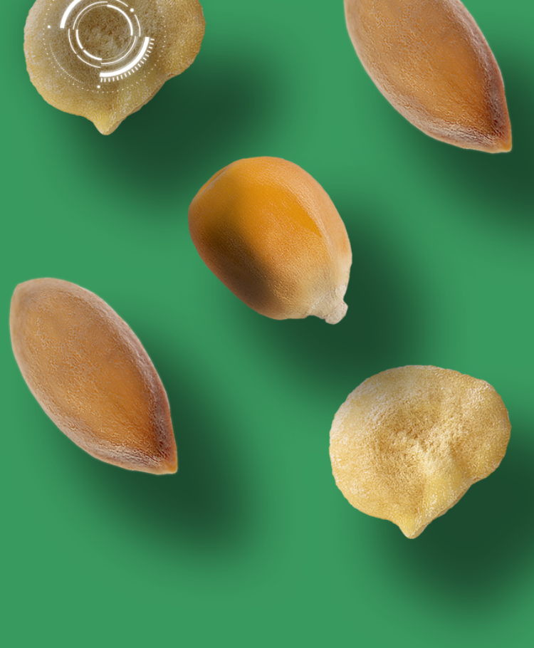 Seed Sort Sorter - Seed-X Technologies
